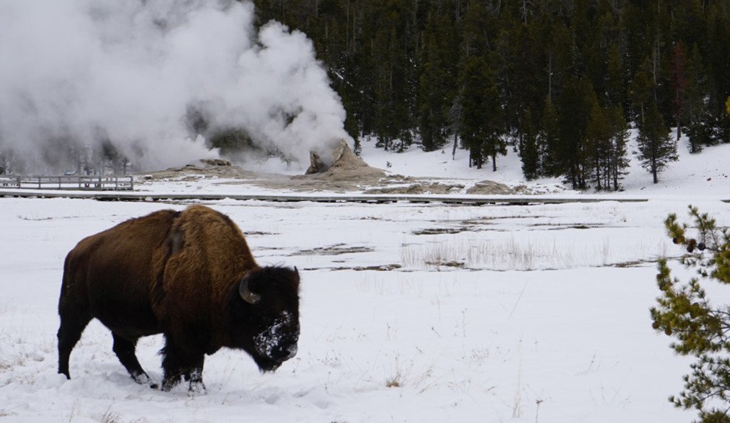 snowmobile trip yellowstone